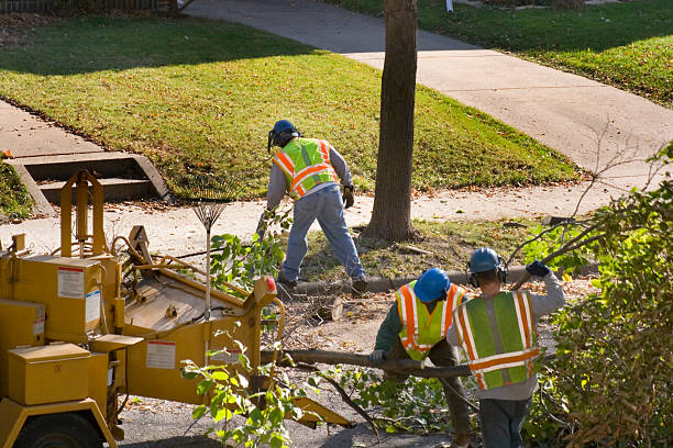 Best Storm Damage Tree Cleanup  in Clayton, NJ