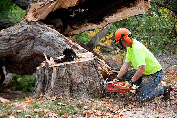 Best Fruit Tree Pruning  in Clayton, NJ